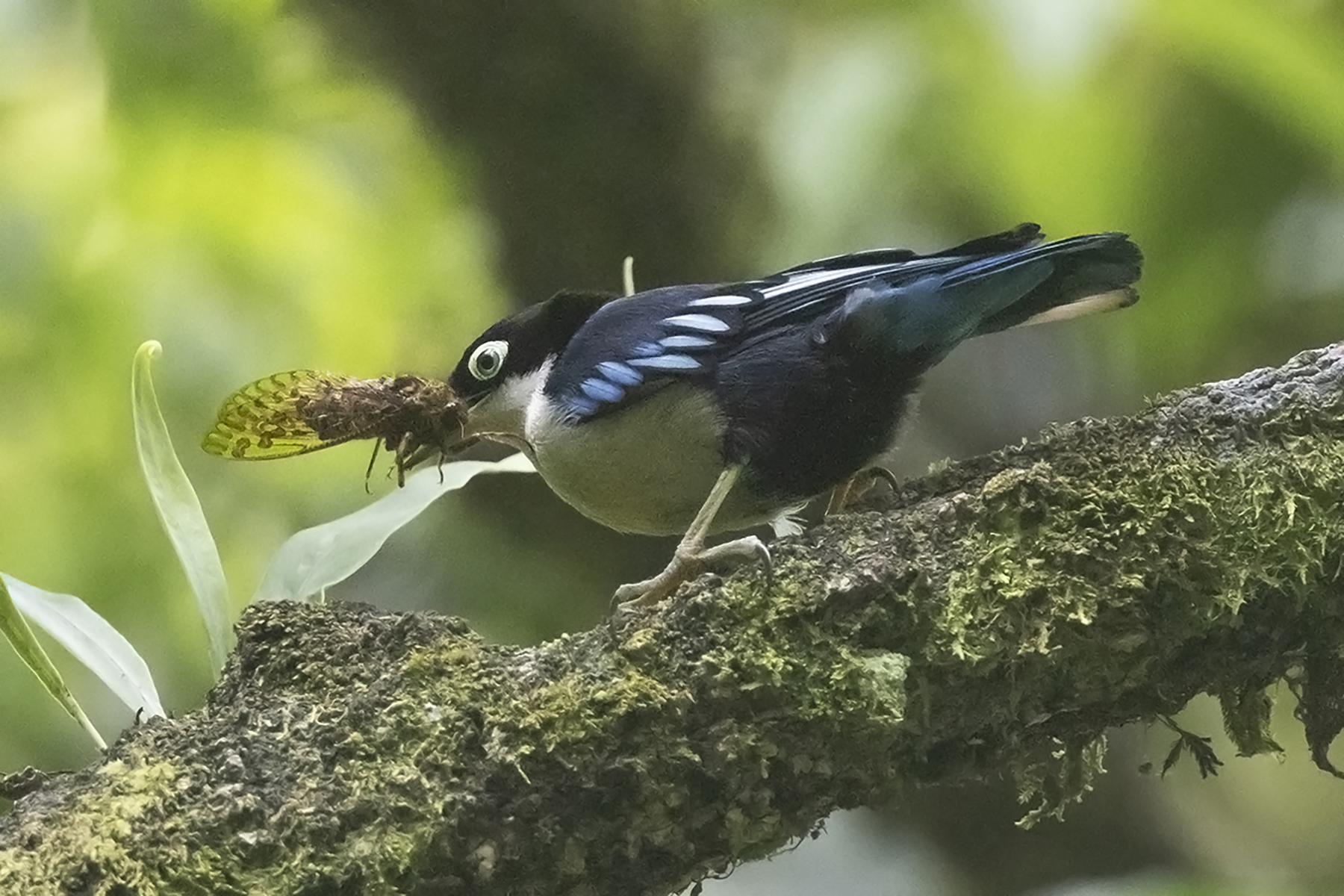 Blue Nuthatch (image by Sjoerd Radstaak)