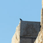 Blue Rock Thrush (image by Diedert Koppenol)