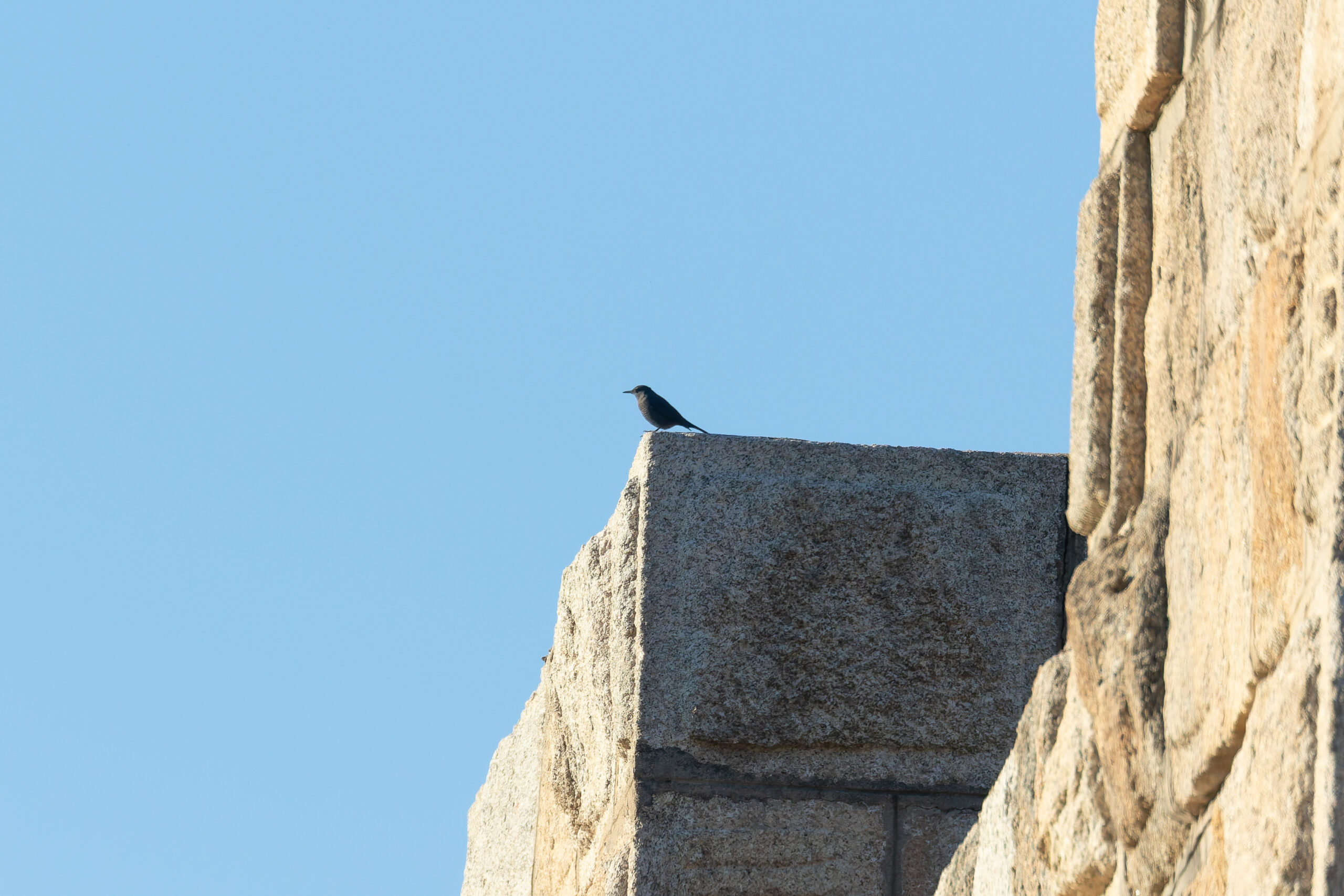 Blue Rock Thrush (image by Diedert Koppenol)