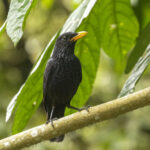 Blue Whistling Thrush (image by Trevor Ellery)