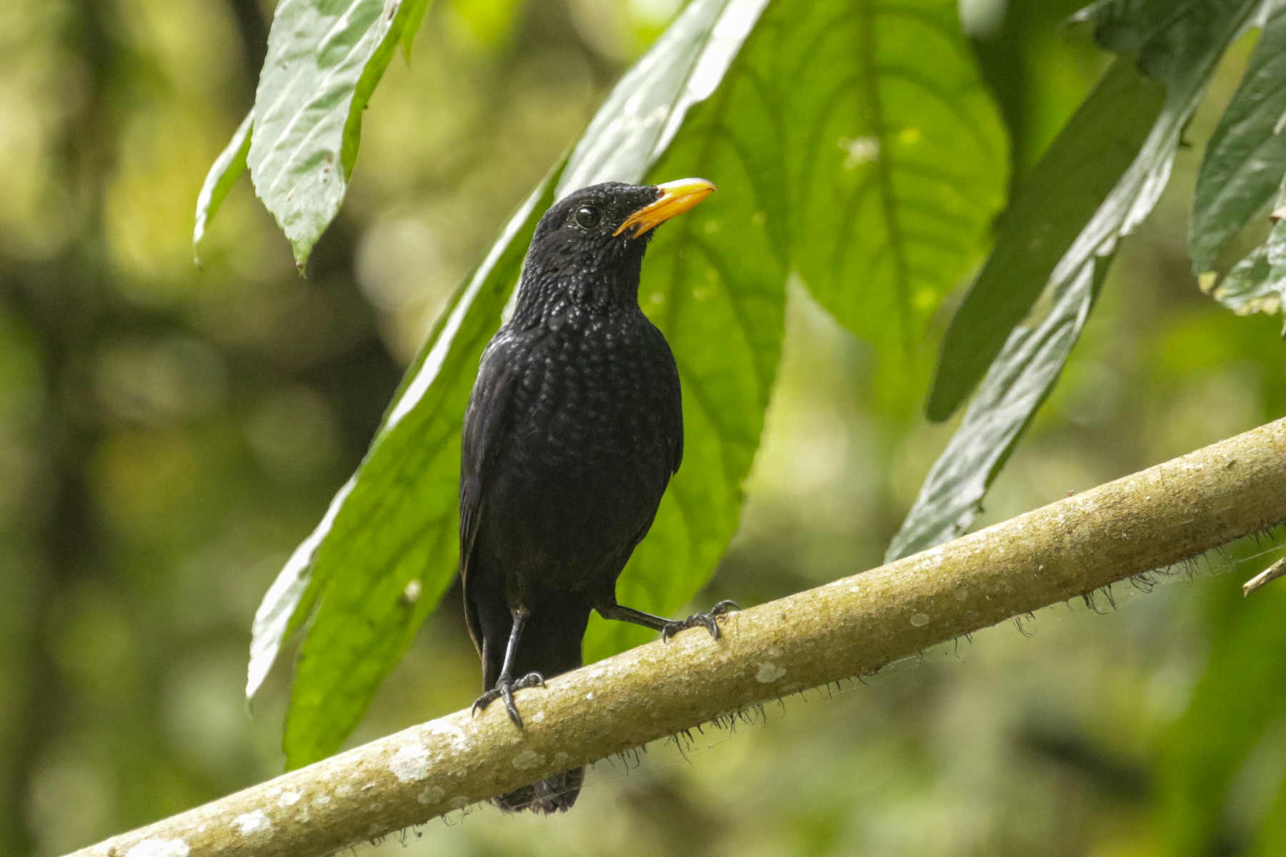 Blue Whistling Thrush (image by Trevor Ellery)