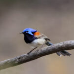 Blue-breasted Fairywren (image by Hannu Jännes)