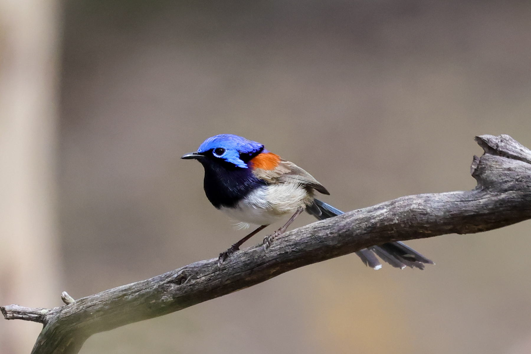 Blue-breasted Fairywren (image by Hannu Jännes)