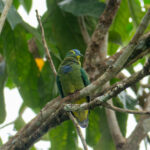 Blue-capped Fruit Dove (image by Dave Farrow)