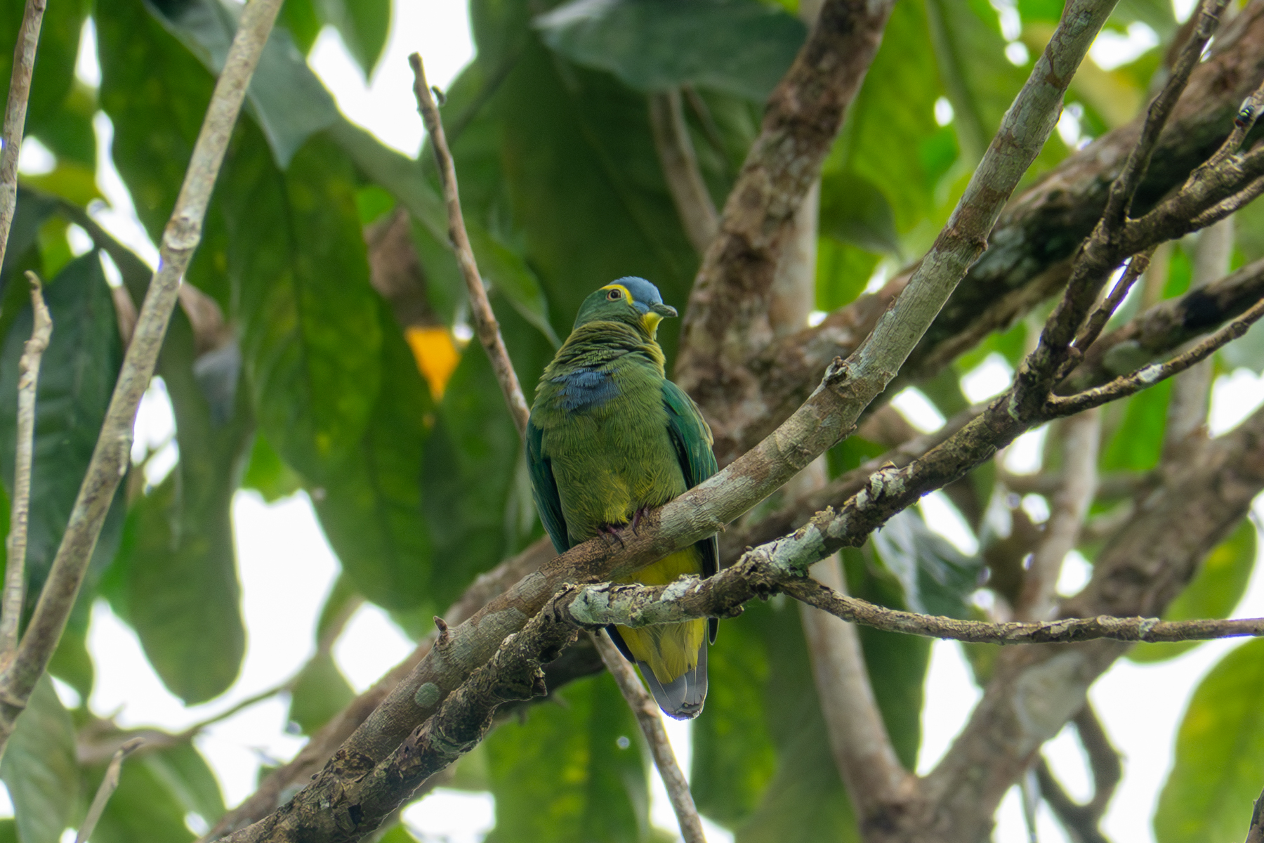 Blue-capped Fruit Dove (image by Dave Farrow)