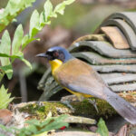 Blue-crowned Laughingthrush (image by Diedert Koppenol)