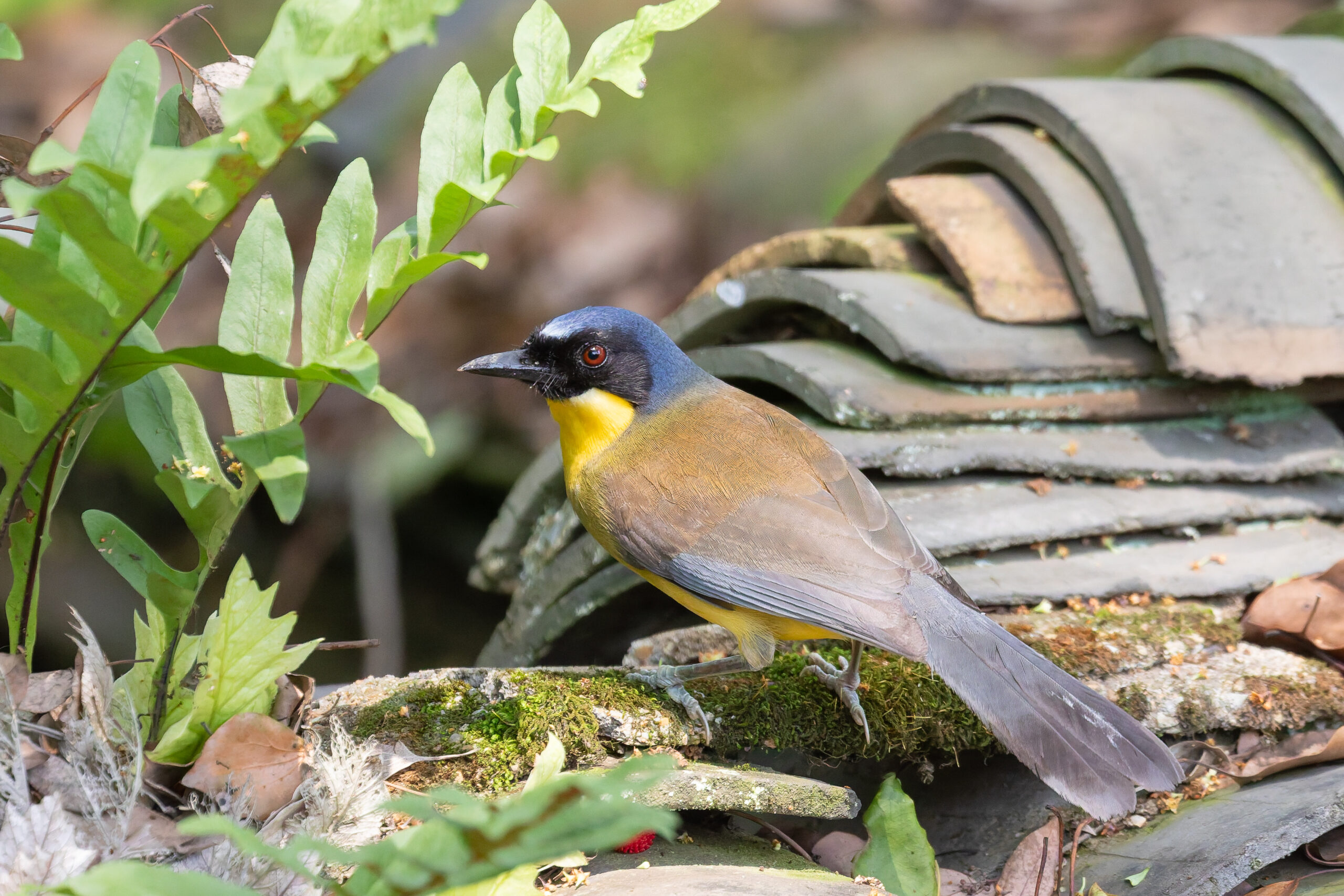 Blue-crowned Laughingthrush (image by Diedert Koppenol)