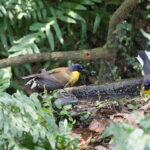 Blue-crowned Laughingthrushes (image by Diedert Koppenol)