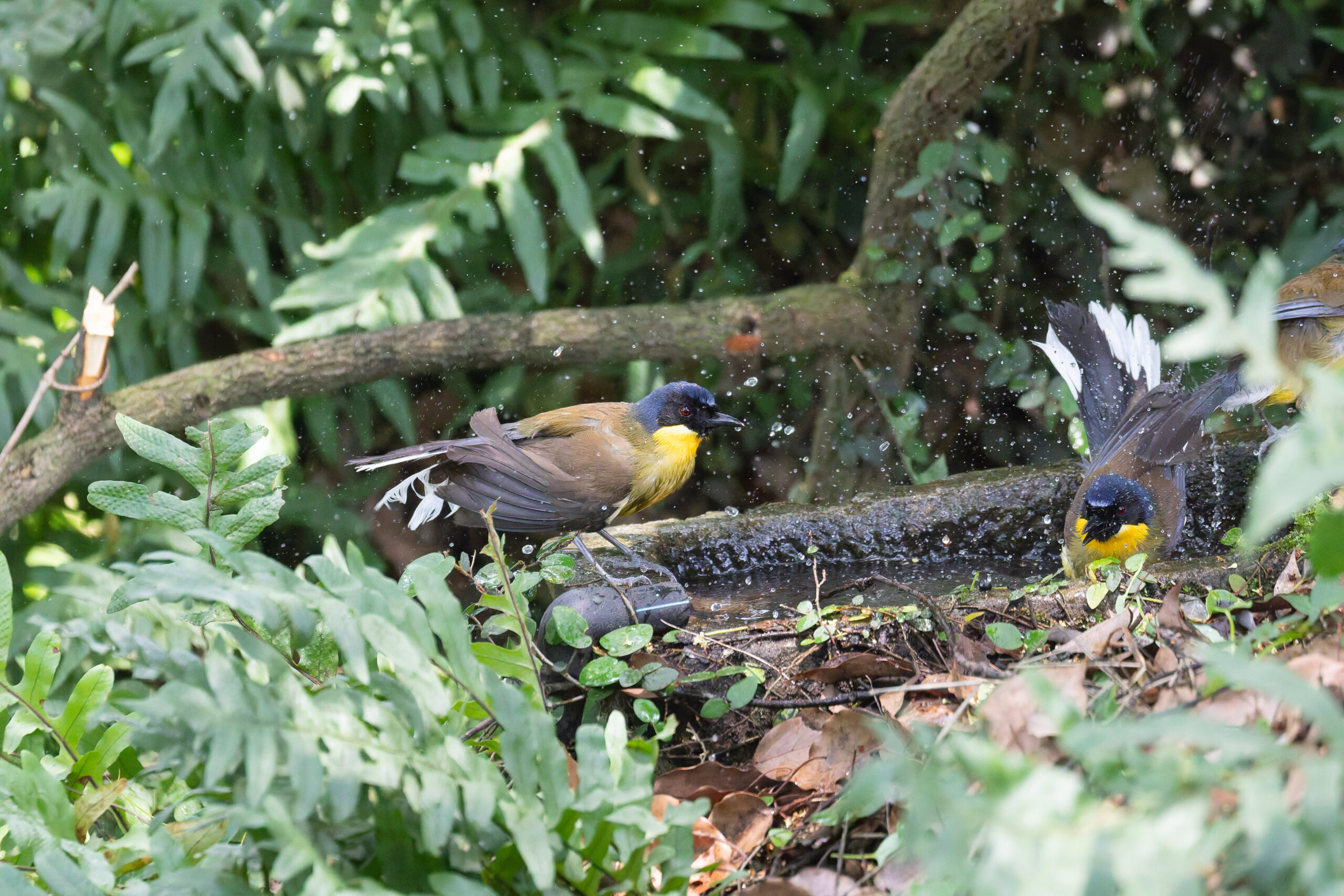 Blue-crowned Laughingthrushes (image by Diedert Koppenol)