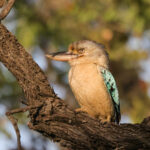 Blue-winged Kookaburra (image by Hannu Jännes)