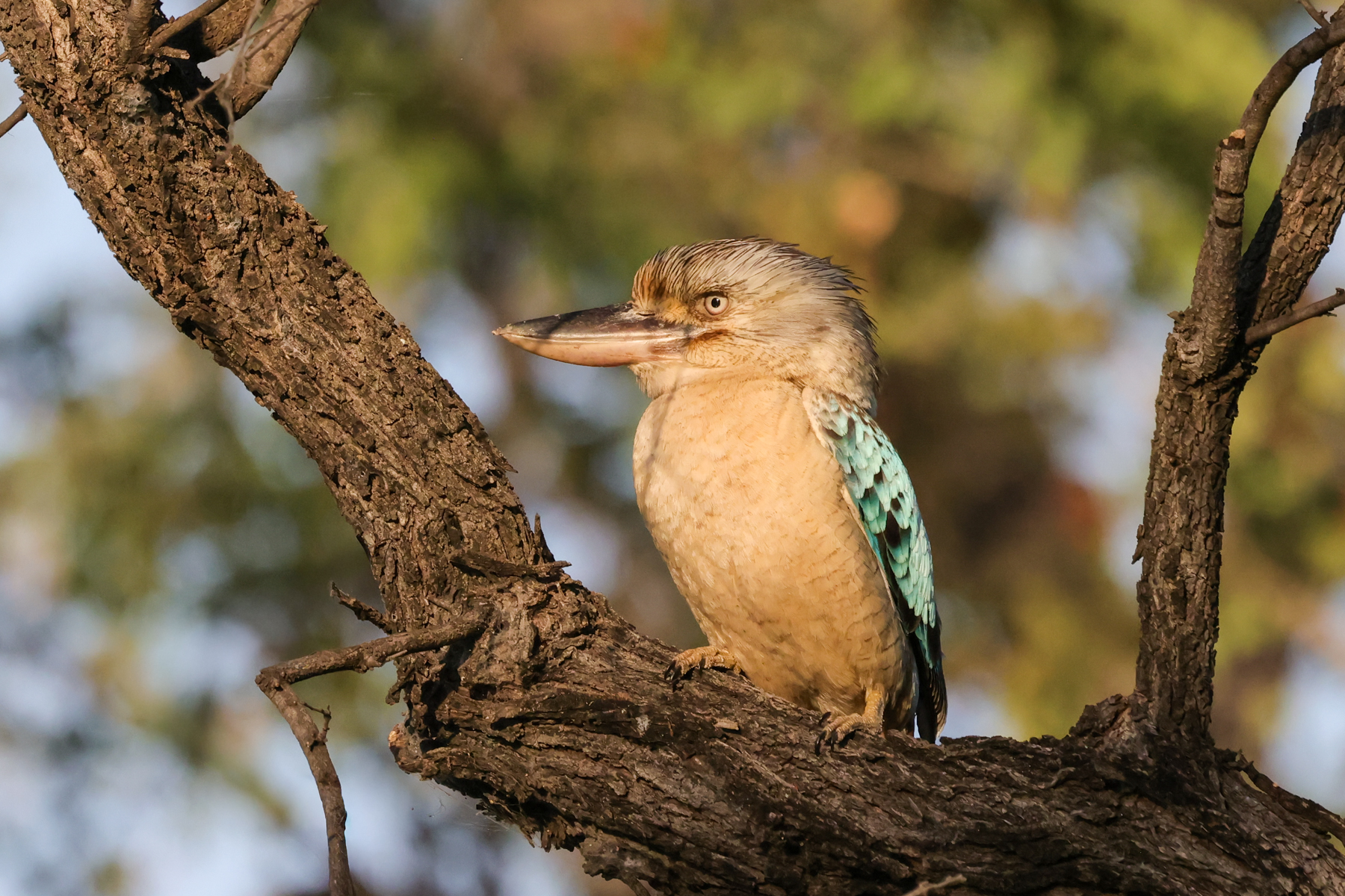 Blue-winged Kookaburra (image by Hannu Jännes)