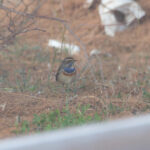 Bluethroat (image by Diedert Koppenol)