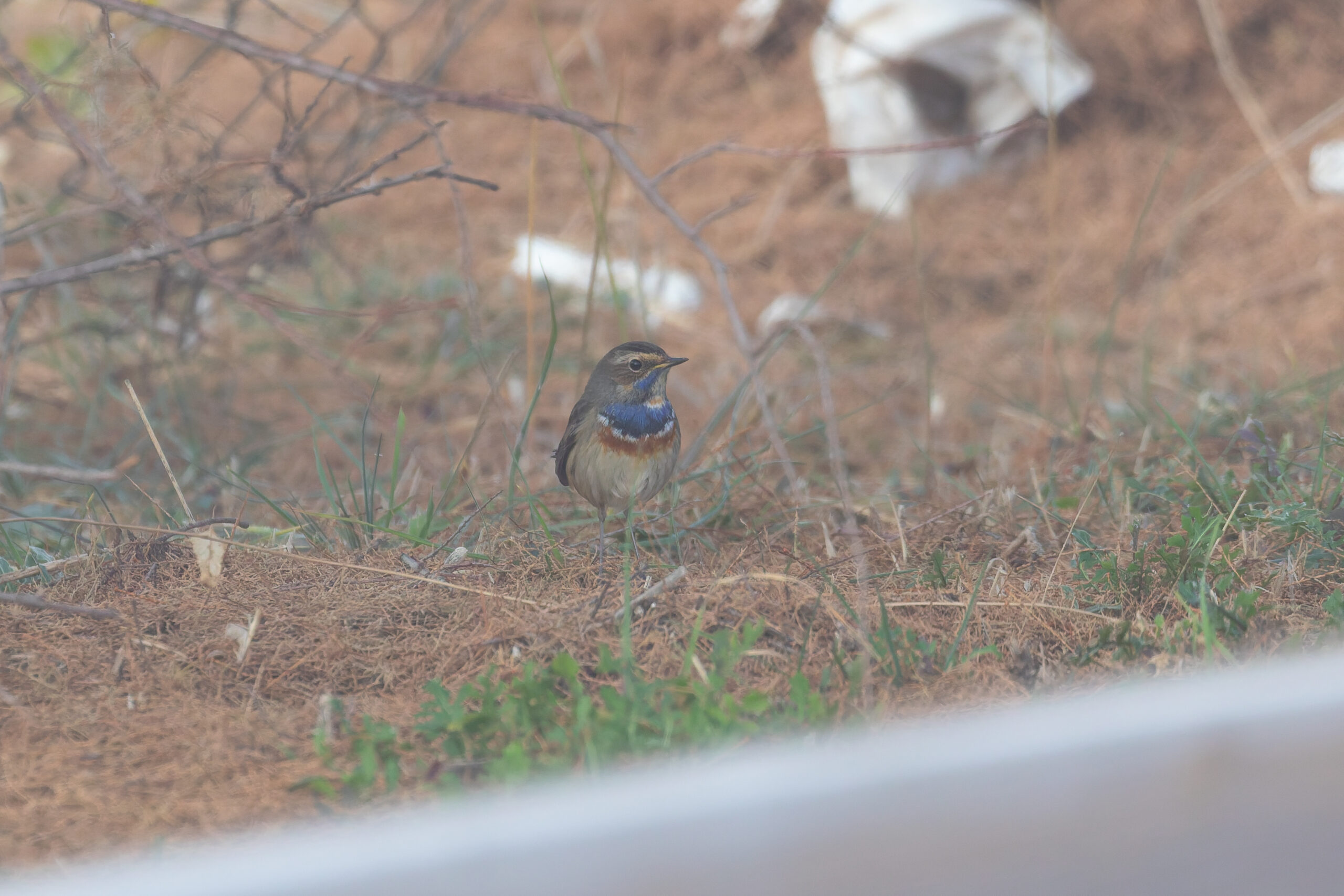 Bluethroat (image by Diedert Koppenol)