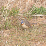 Bluethroat (image by Diedert Koppenol)