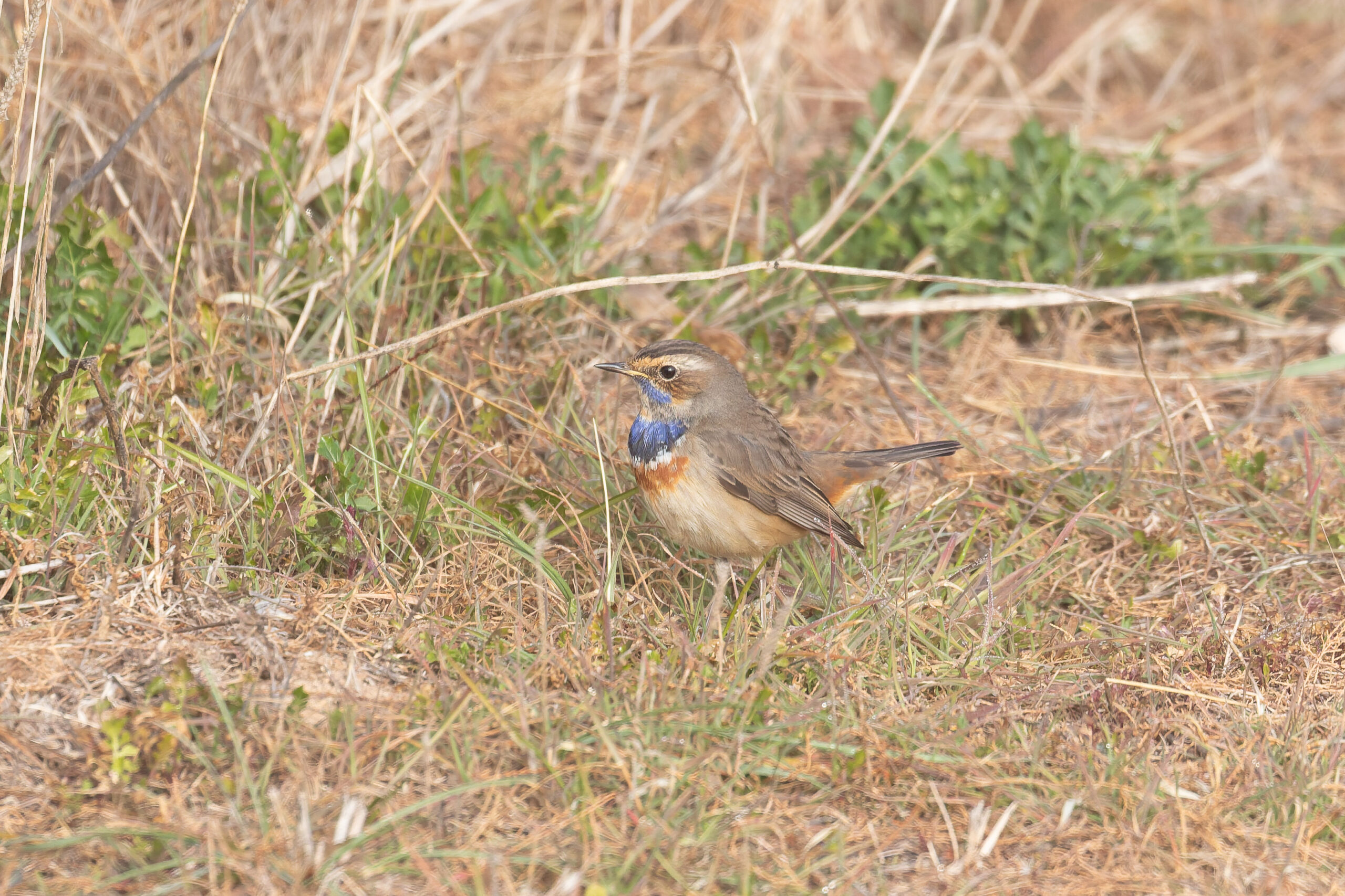 Bluethroat (image by Diedert Koppenol)