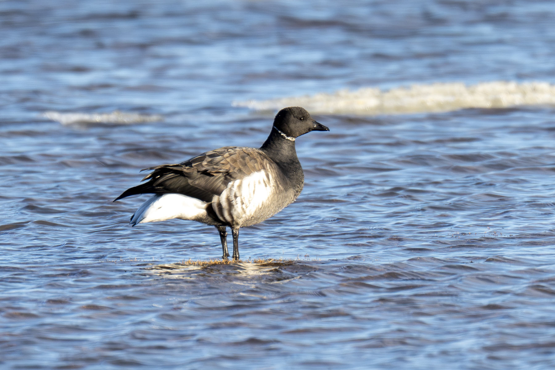 Brent (or Brant) Goose (image by Mark Beaman)