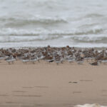 Broad-billed Sandpiper amongst resting sandpipers (image by Diedert Koppenol)