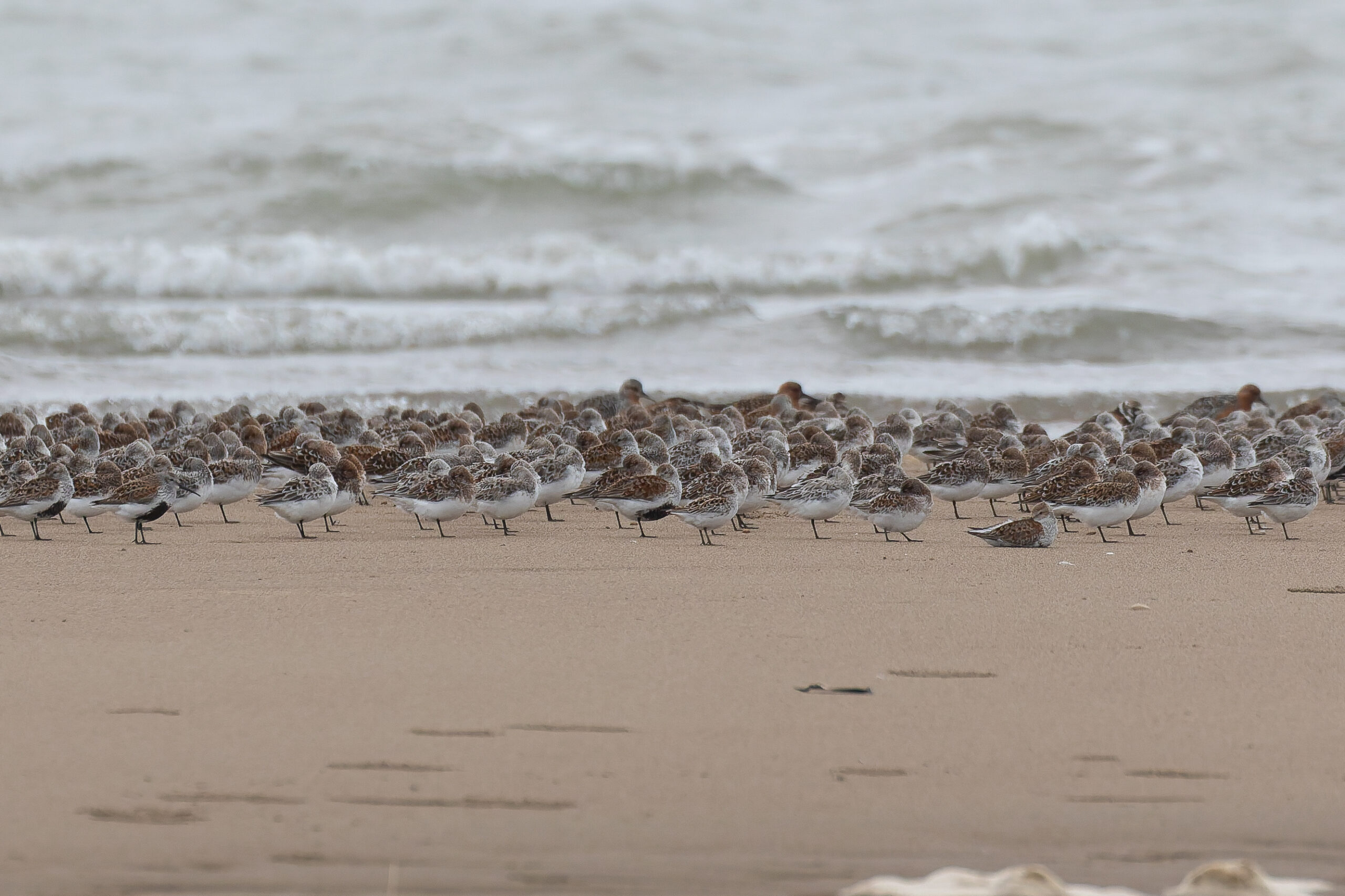 Broad-billed Sandpiper amongst resting sandpipers (image by Diedert Koppenol)