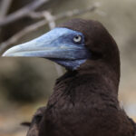 Brown Booby (image by Hannu Jännes)