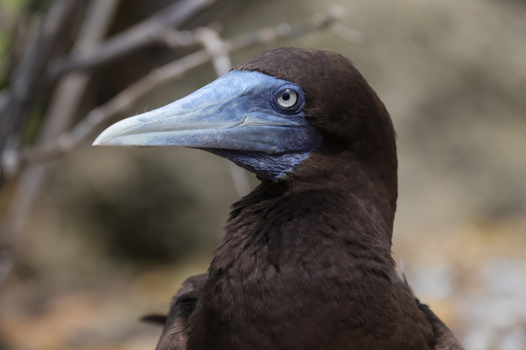 Brown Booby (image by Hannu Jännes)