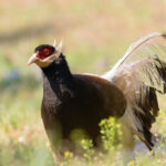 Brown Eared Pheasant (image by Diedert Koppenol)