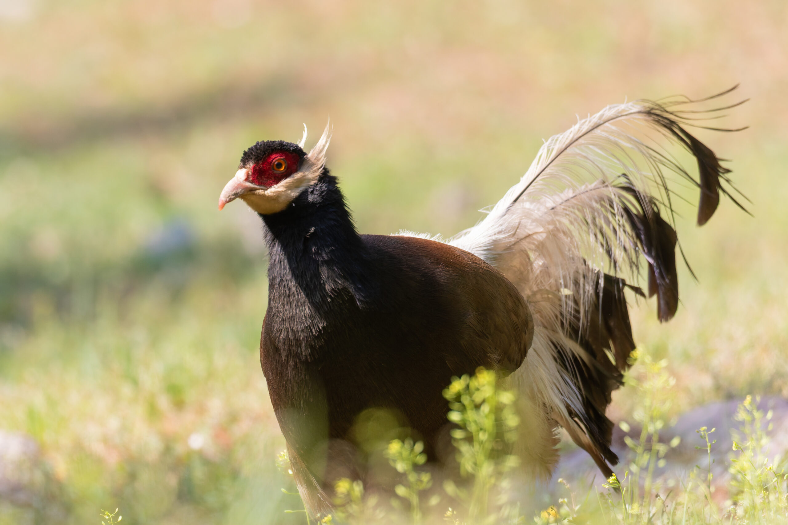 Brown Eared Pheasant (image by Diedert Koppenol)