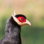 Brown Eared Pheasant (image by Diedert Koppenol)