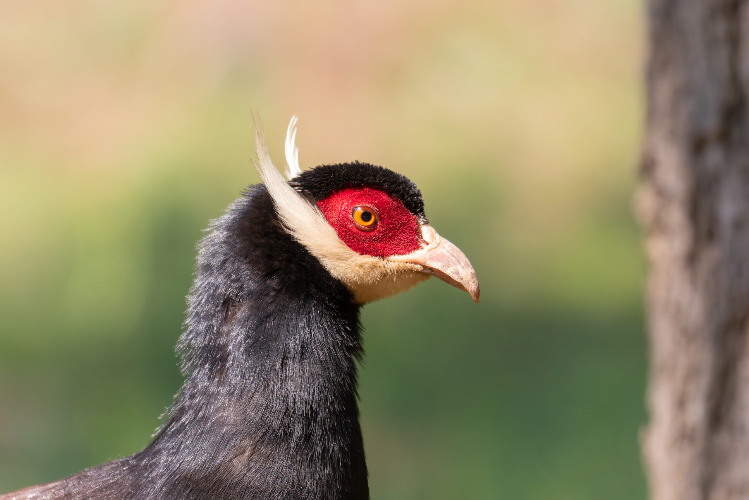Brown Eared Pheasant (image by Diedert Koppenol)
