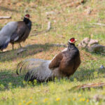 Brown Eared Pheasants (image by Diedert Koppenol)