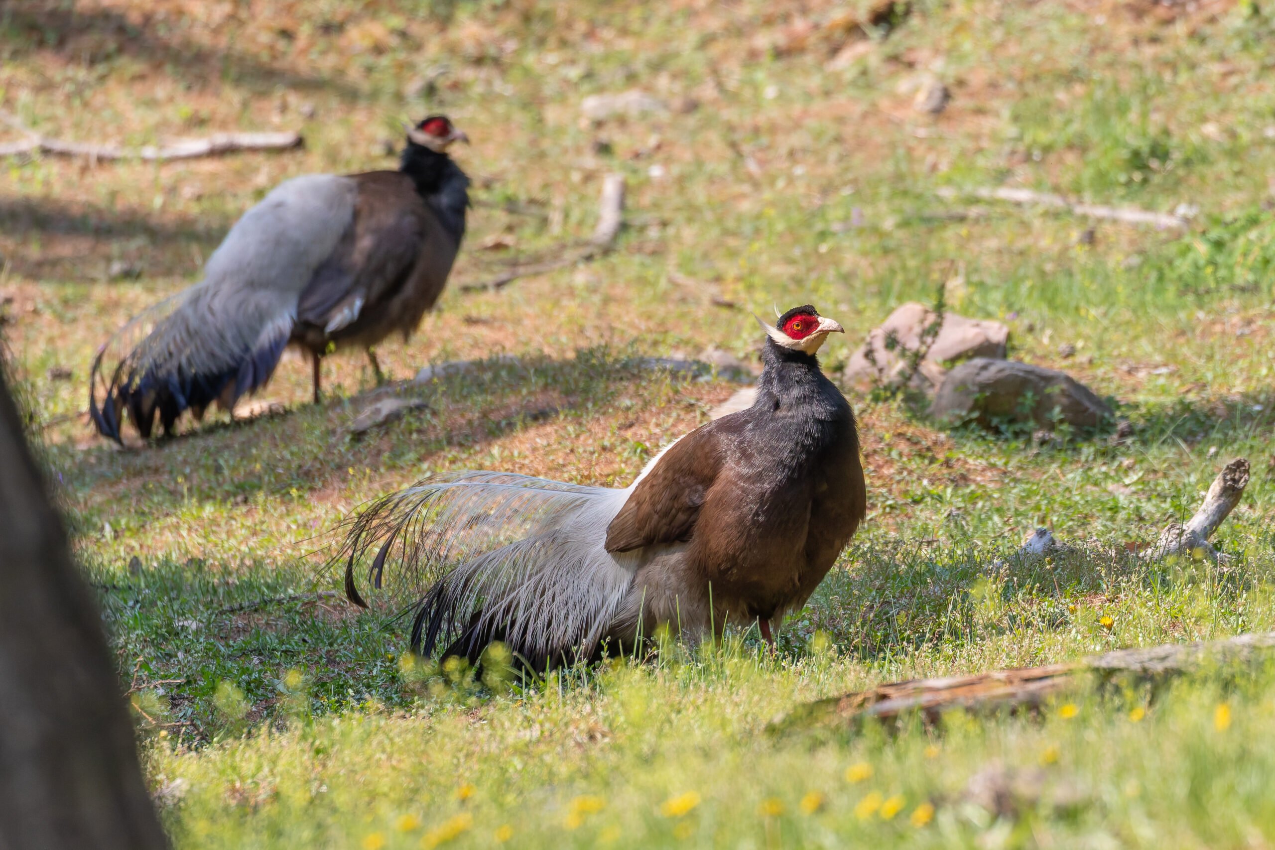 Brown Eared Pheasants (image by Diedert Koppenol)