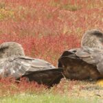 Brown Skuas (image by Michael O'Clery)
