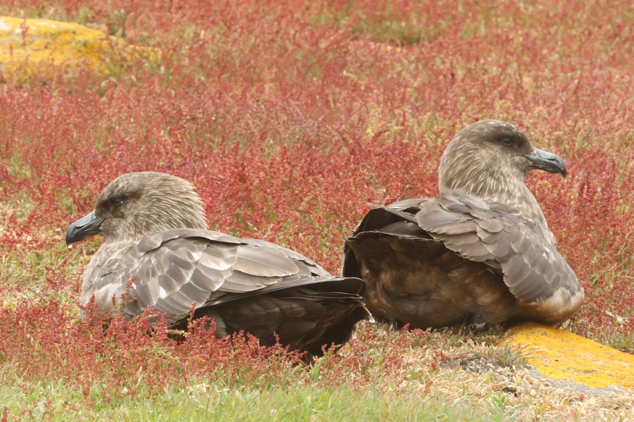 Brown Skuas (image by Michael O'Clery)