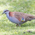 Brush Bronzewing (image by Frederic Pelsy)