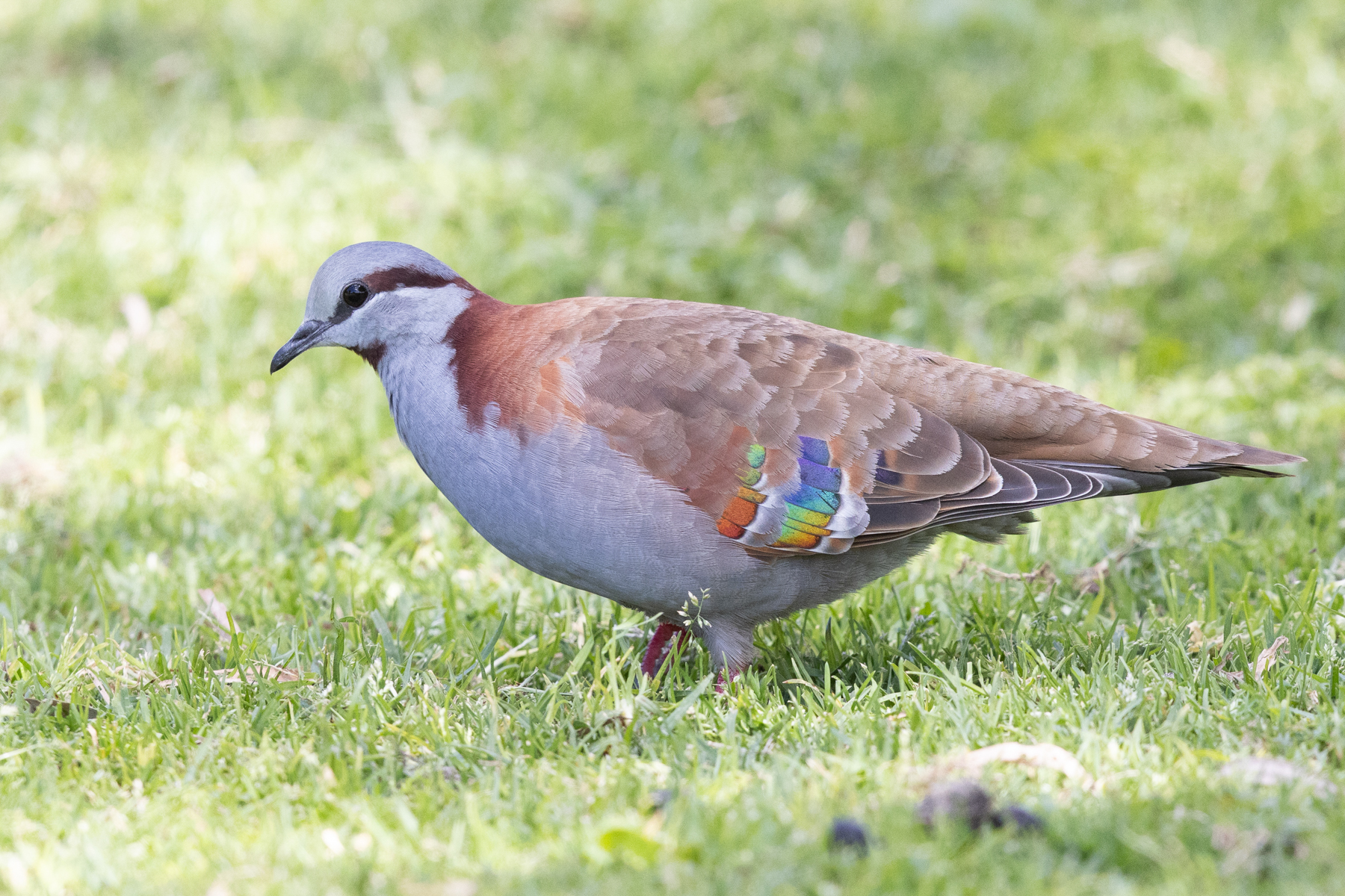 Brush Bronzewing (image by Frederic Pelsy)