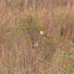 pair of Bull-headed Shrikes (image by Diedert Koppenol)