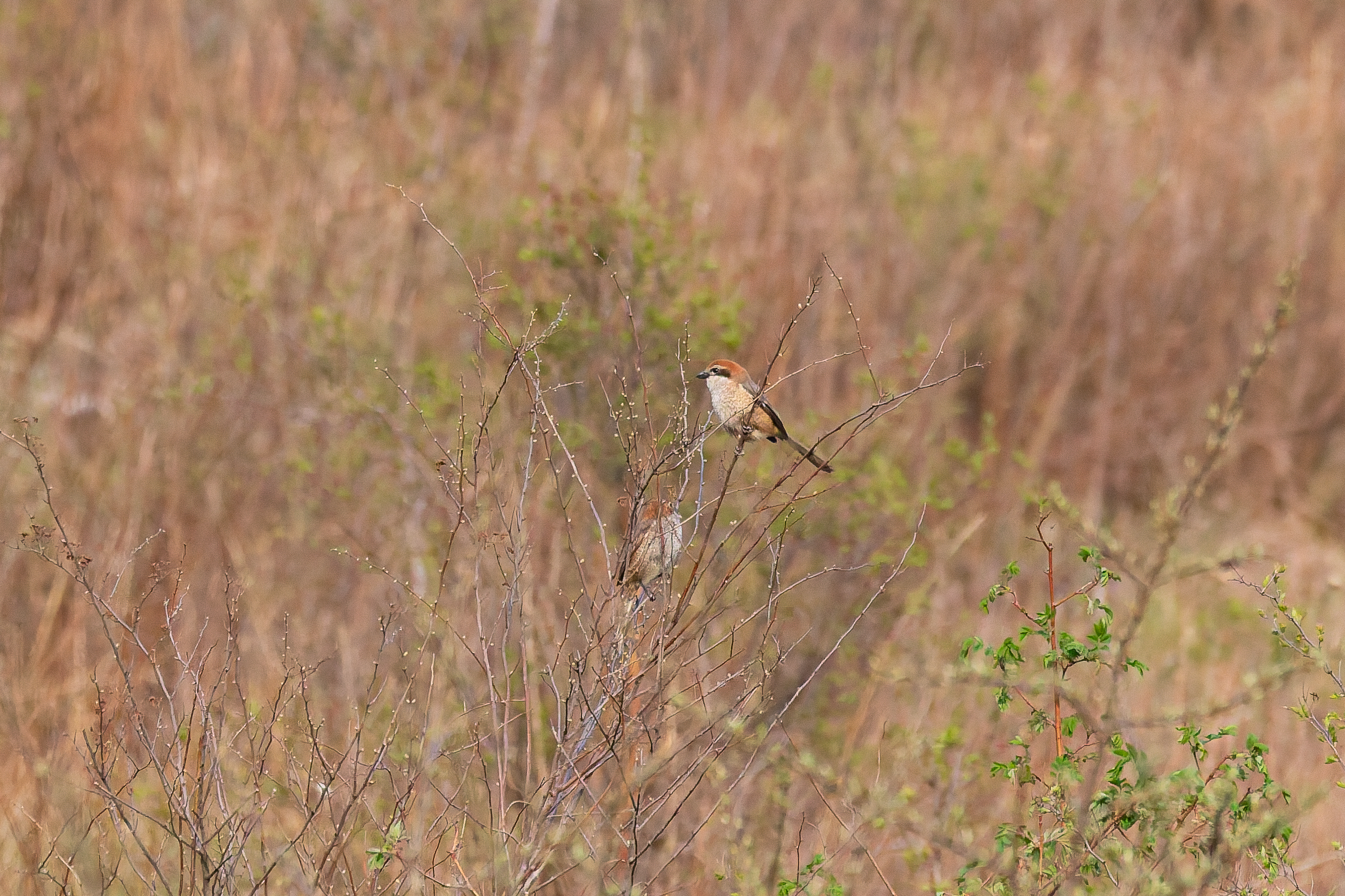 pair of Bull-headed Shrikes (image by Diedert Koppenol)