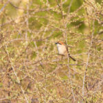 male Bull-headed Shrike (image by Diedert Koppenol)
