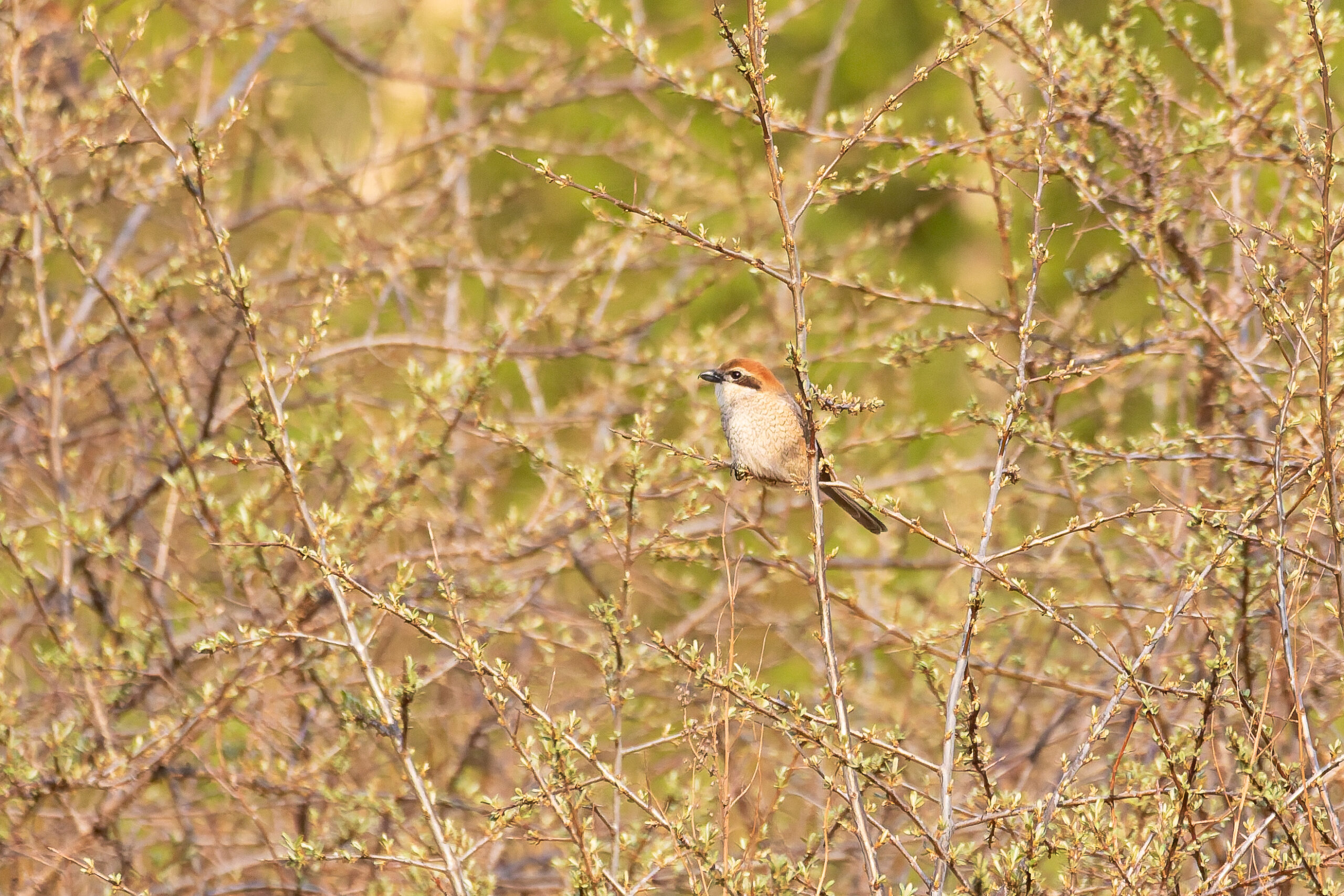 male Bull-headed Shrike (image by Diedert Koppenol)
