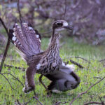 Bush Thick-knee (image by Hannu Jännes)