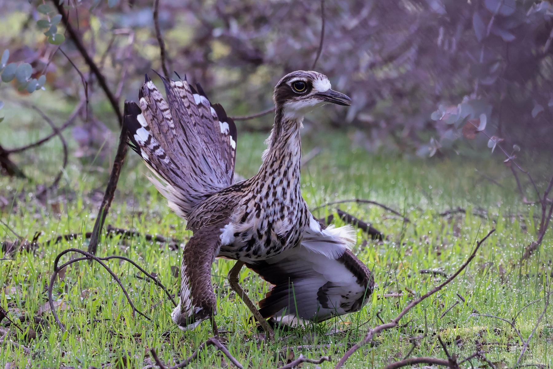 Bush Thick-knee (image by Hannu Jännes)