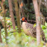 male Cabot's Tragopan (image by Diedert Koppenol)