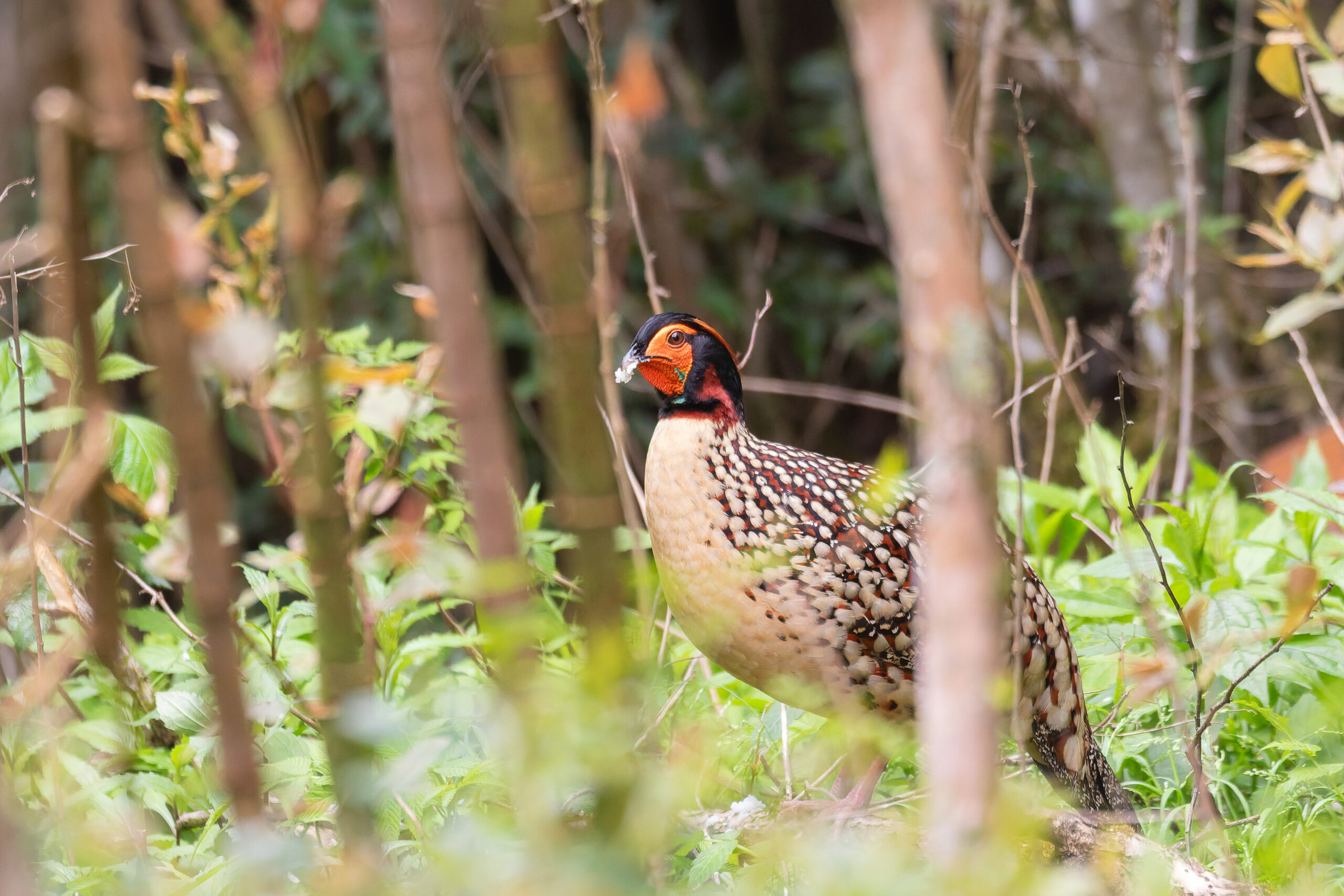 male Cabot's Tragopan (image by Diedert Koppenol)