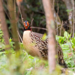 male Cabot's Tragopan (image by Diedert Koppenol)