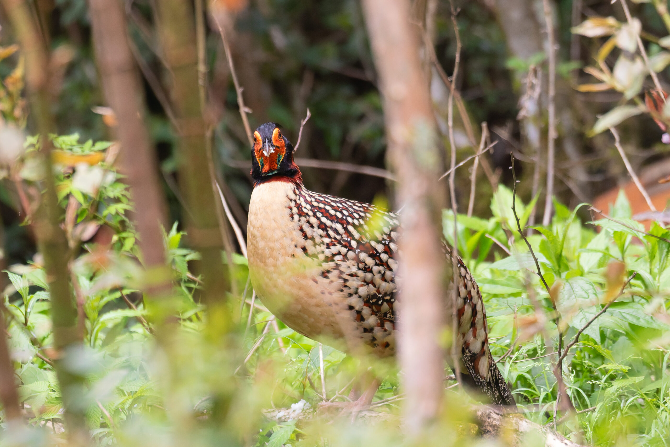 male Cabot's Tragopan (image by Diedert Koppenol)