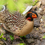 male Cabot's Tragopan (image by Diedert Koppenol)