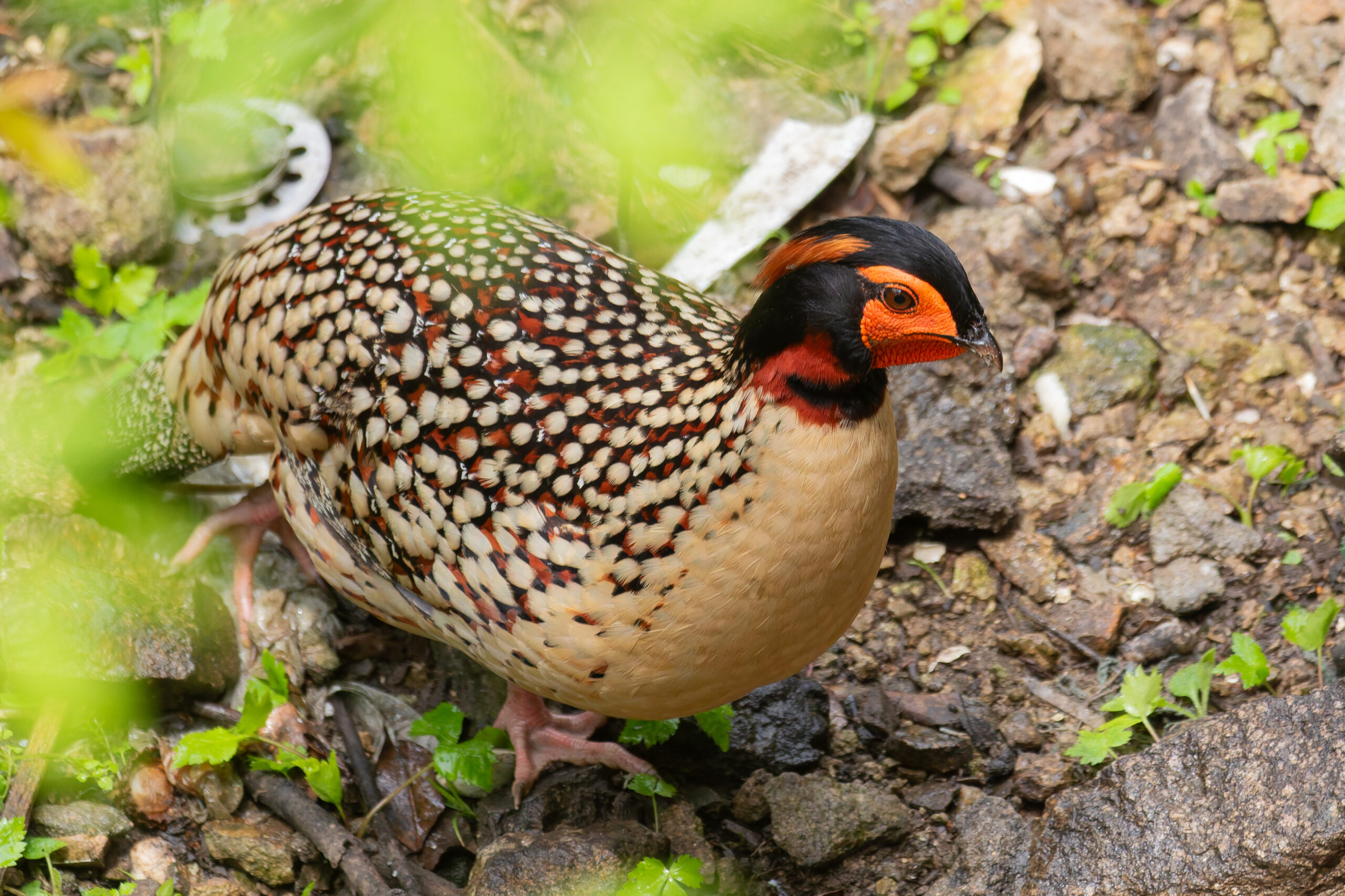 male Cabot's Tragopan (image by Diedert Koppenol)