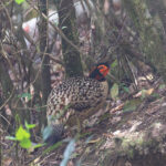 male Cabot's Tragopan (image by Diedert Koppenol)
