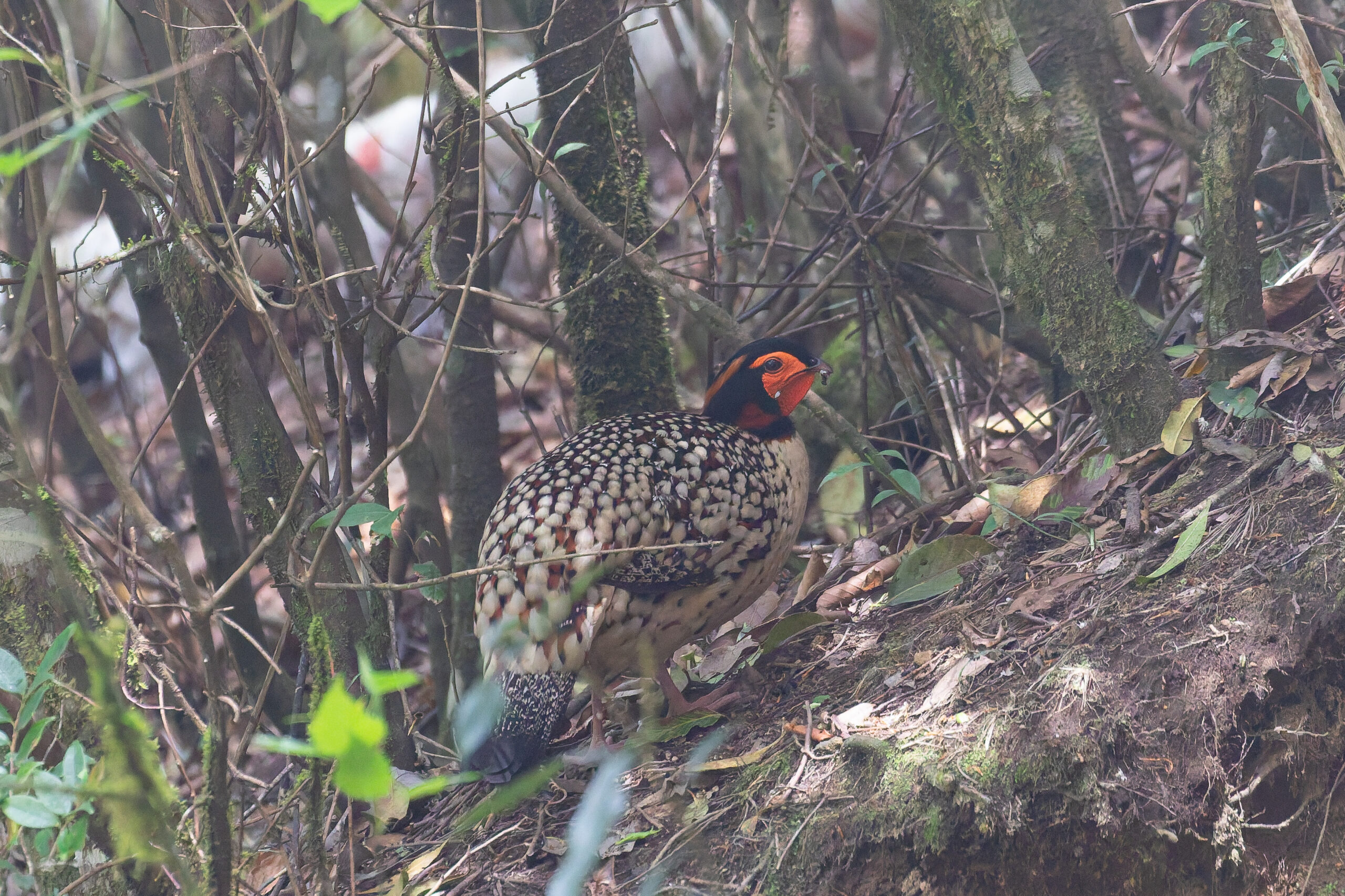 male Cabot's Tragopan (image by Diedert Koppenol)