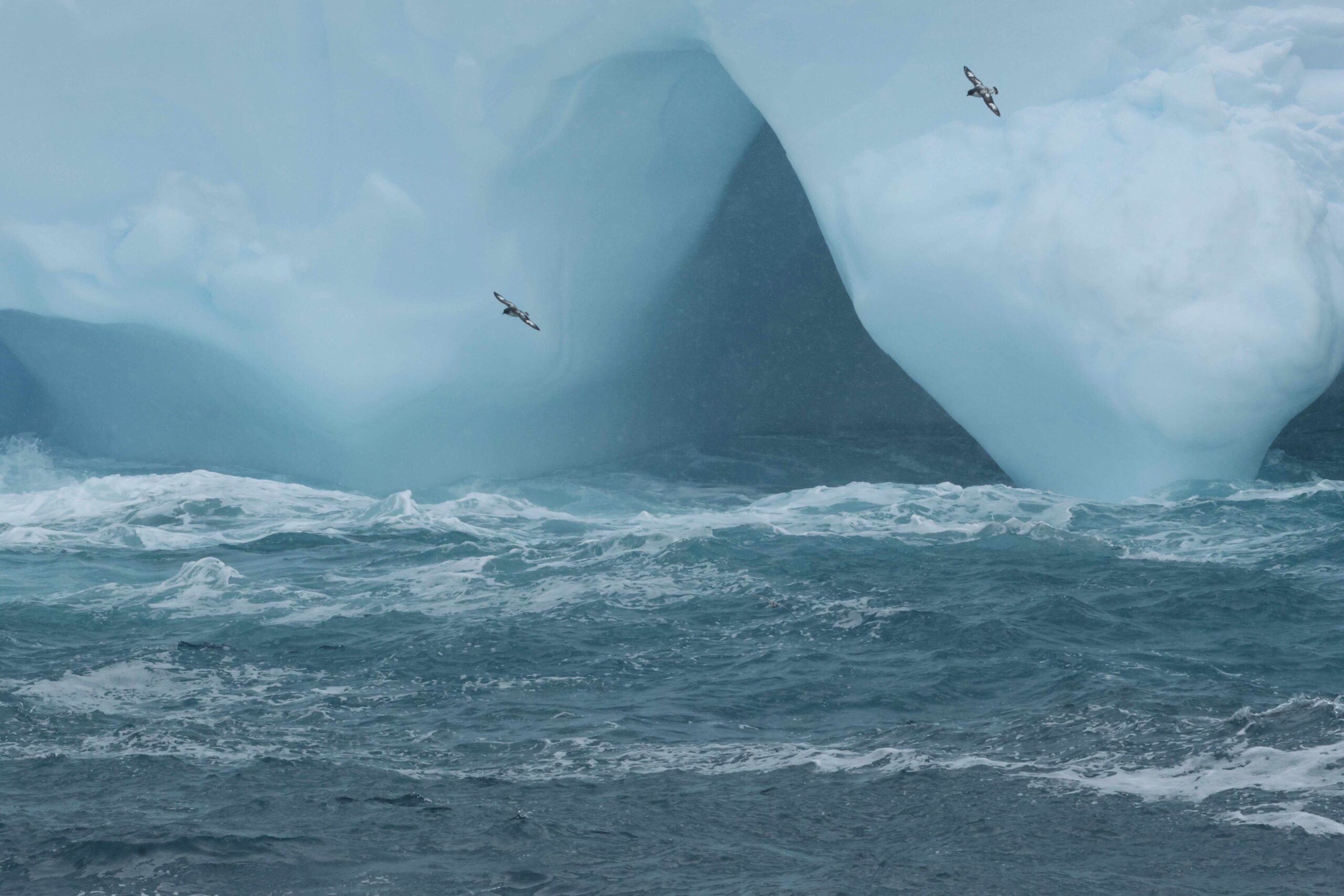 Cape Petrels at the world's largest iceberg, A23a (image by Michael O'Clery)