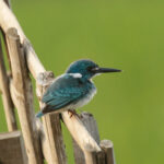 Cerulean Kingfisher (image by Trevor Ellery)
